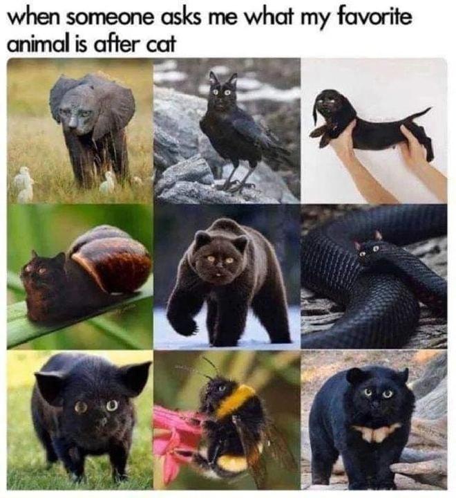 Cats forever