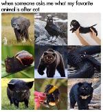 Cats forever